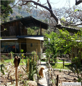 pensive-dog1-286x300